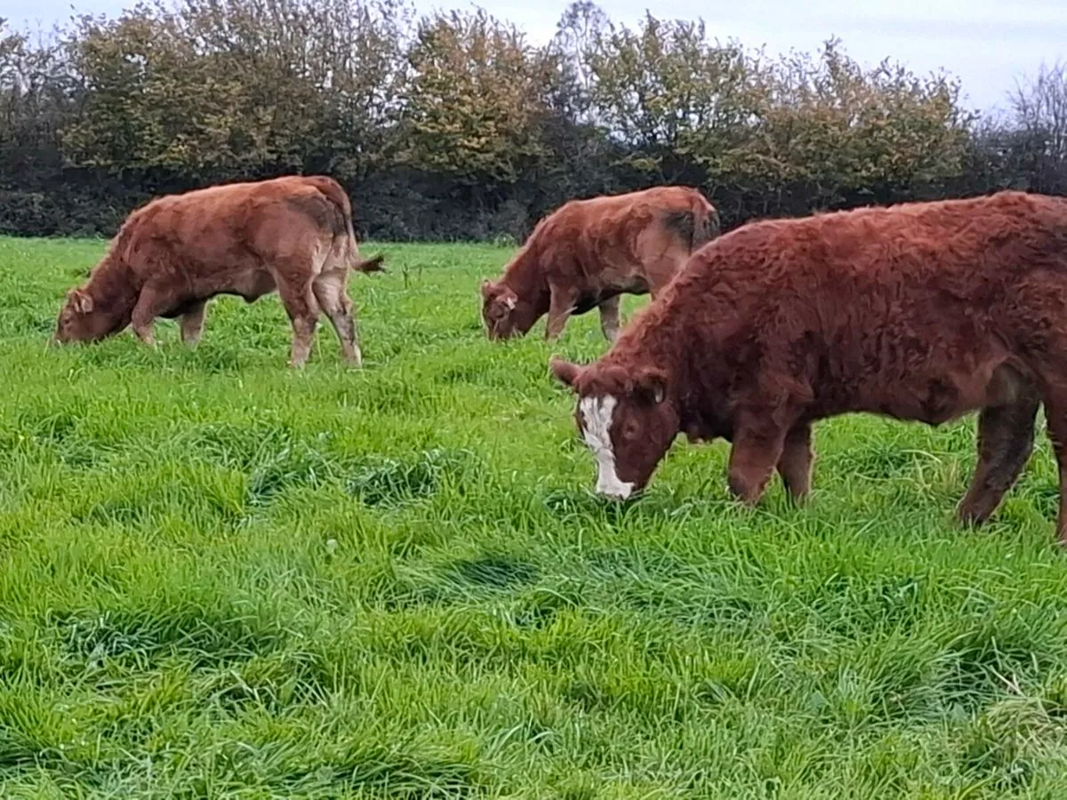 Limousine heifer weanlings home bred - Image 1