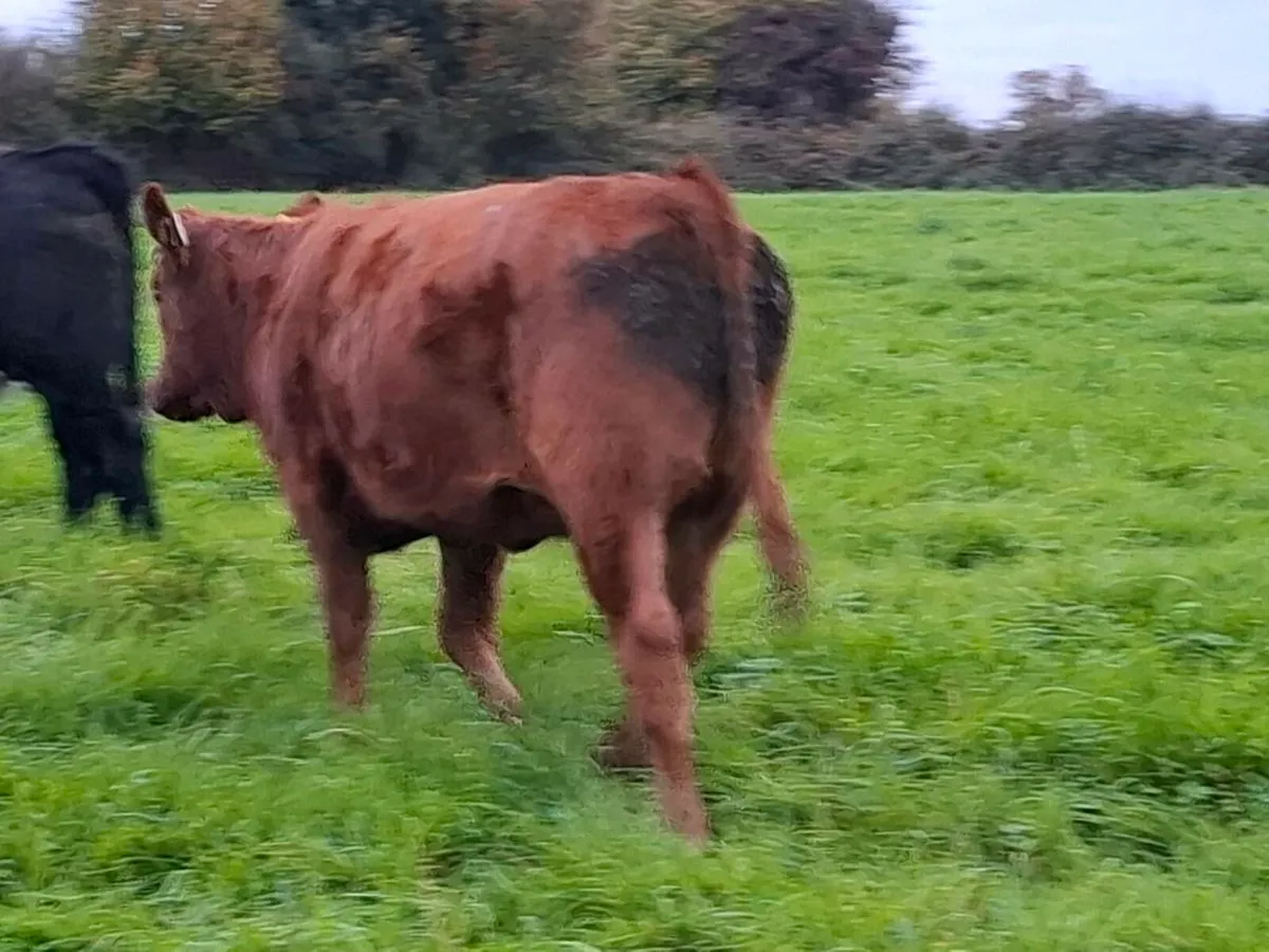 Limousine heifer weanlings home bred - Image 2