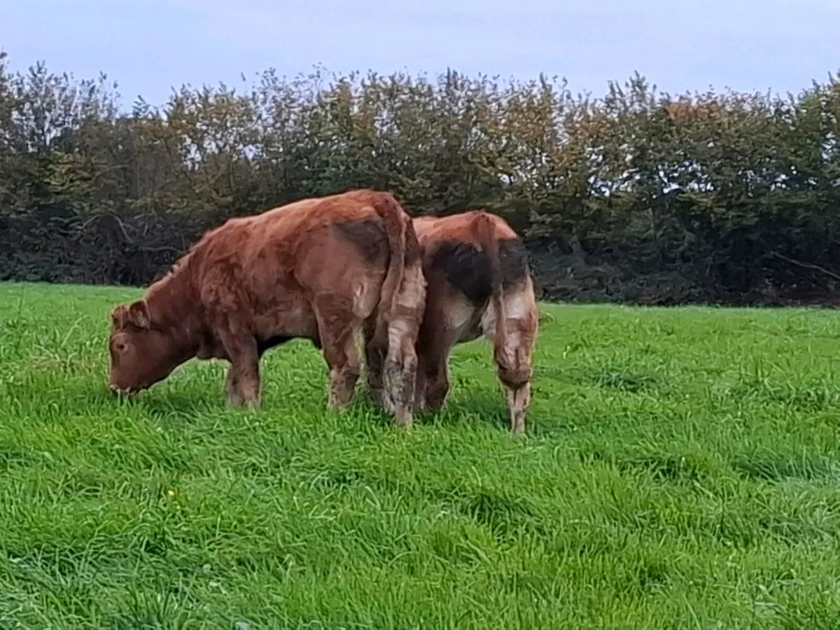 Limousine heifer weanlings home bred - Image 3