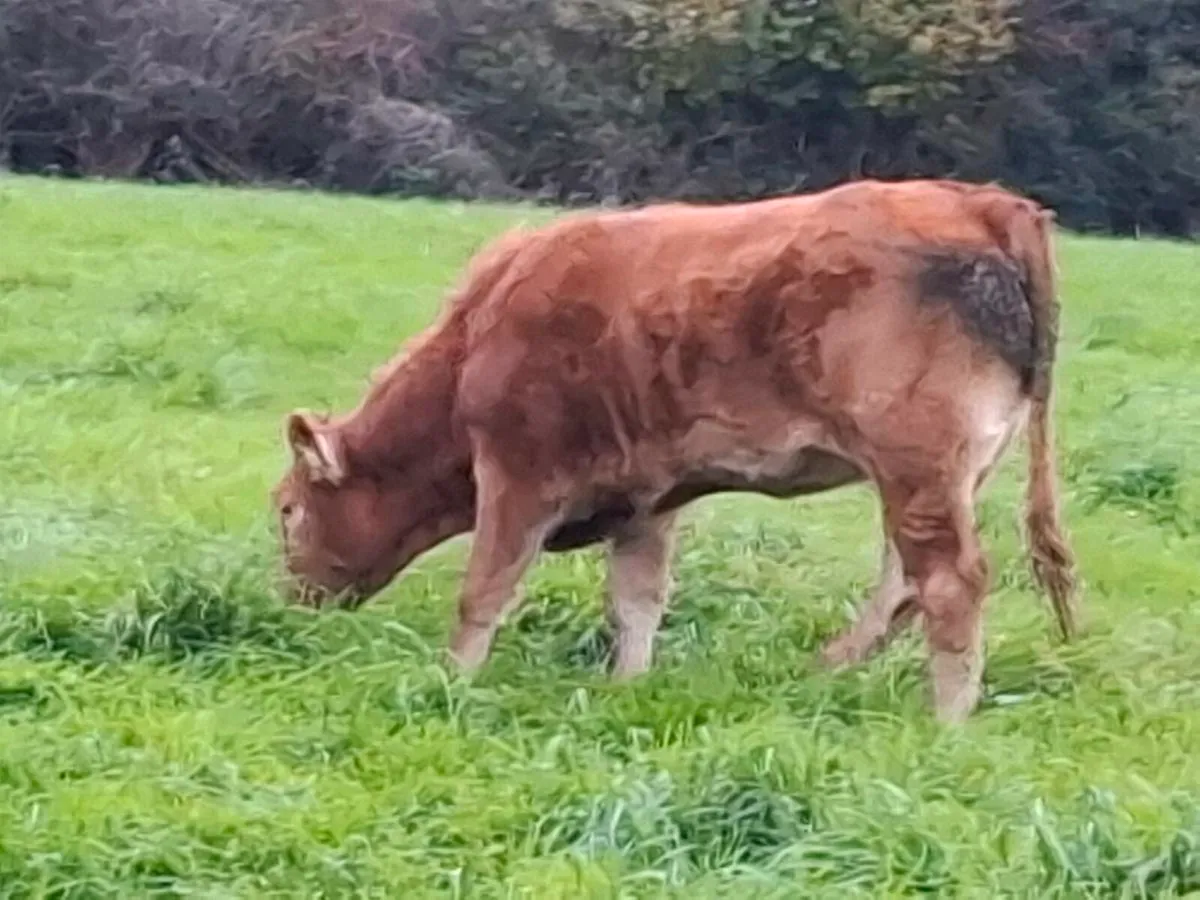 Limousine heifer weanlings home bred - Image 4