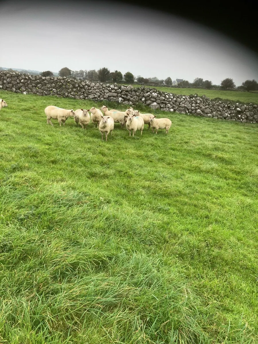 Ewe Lambs - Image 1