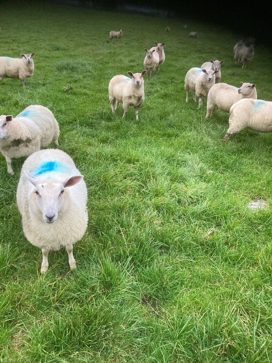 Ewe Lambs - Image 2