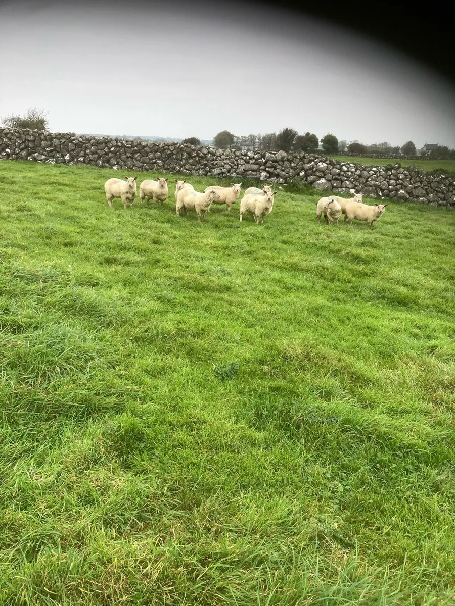 Ewe Lambs - Image 3