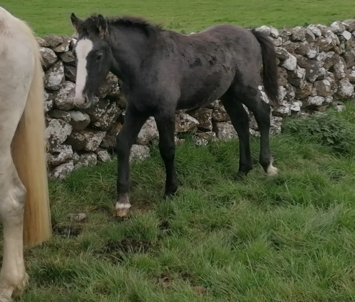 ID Colt Foal - Image 1