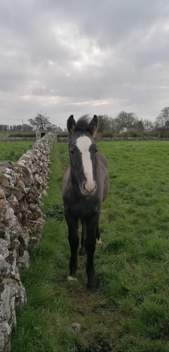 ID Colt Foal - Image 2