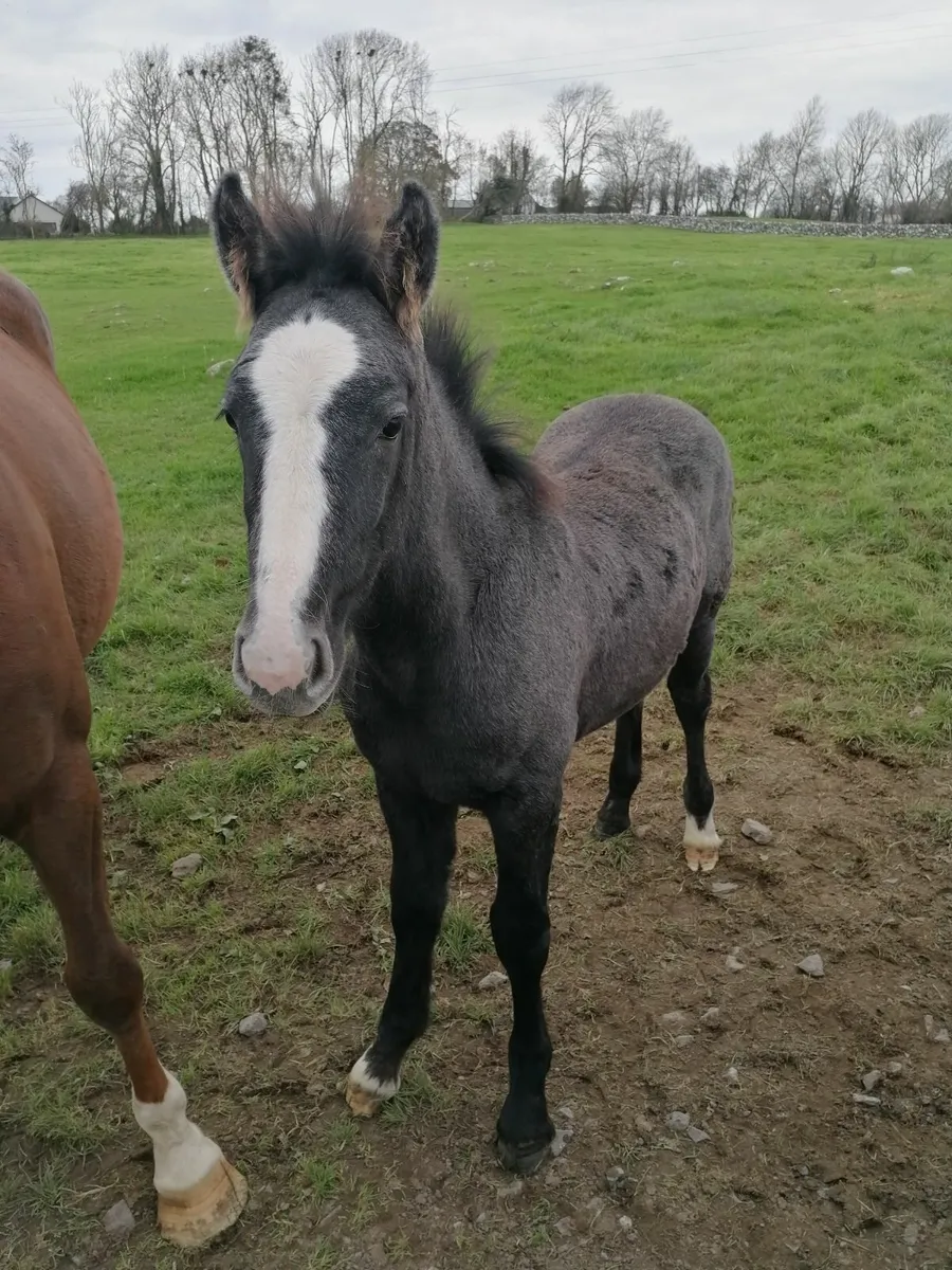 ID Colt Foal - Image 3