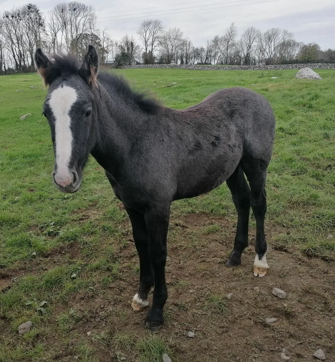 ID Colt Foal - Image 4