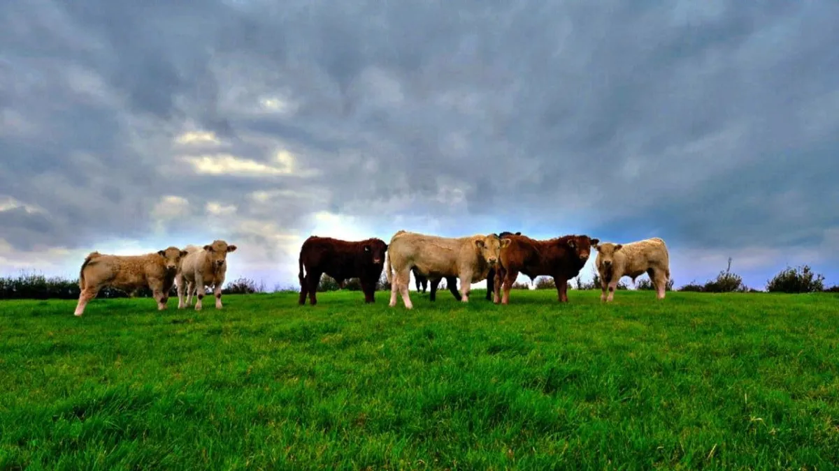 *** AI Bull weanlings***  (TUAM MART) - Image 1
