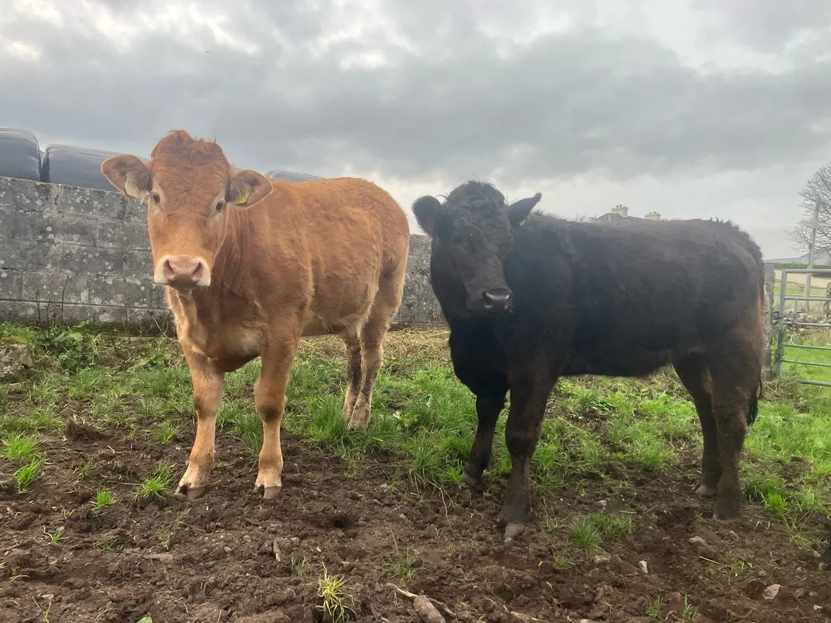 5 star heifers - Image 1