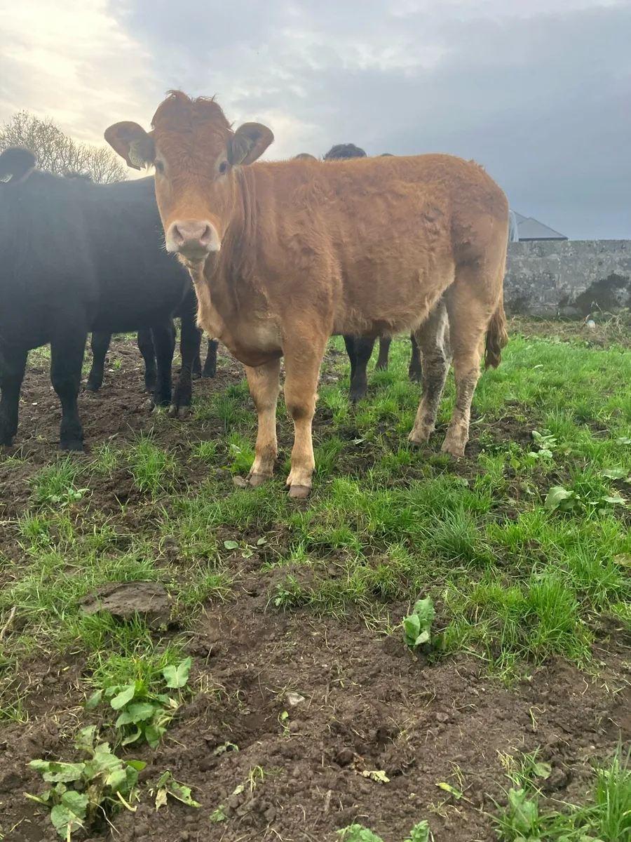 5 star heifers - Image 2