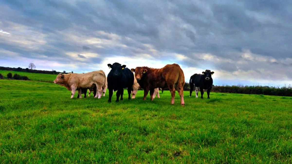 *** AI Bull weanlings***  (TUAM MART) - Image 2
