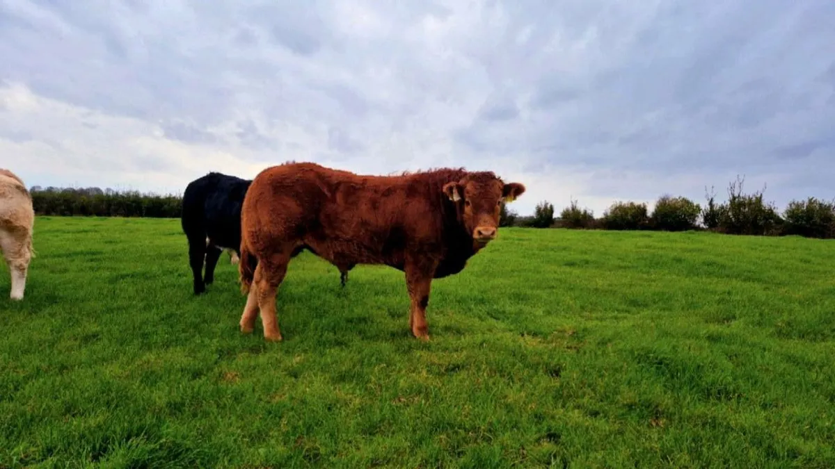 *** AI Bull weanlings***  (TUAM MART) - Image 3