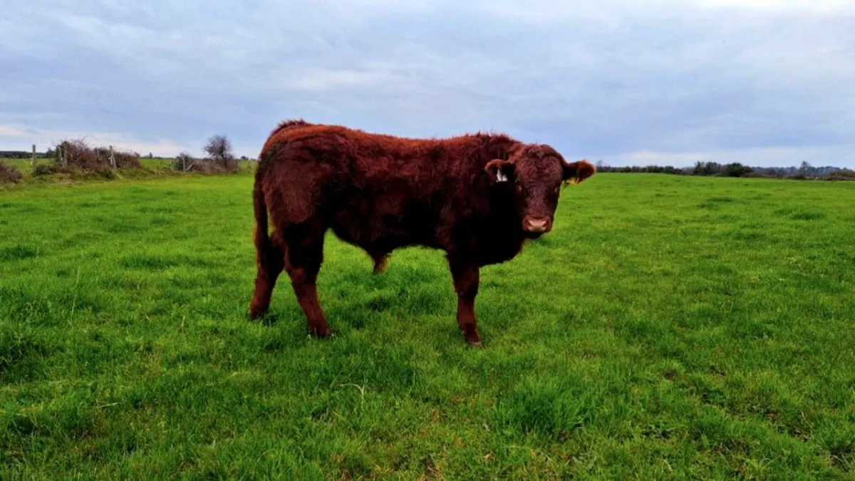 *** AI Bull weanlings***  (TUAM MART) - Image 4