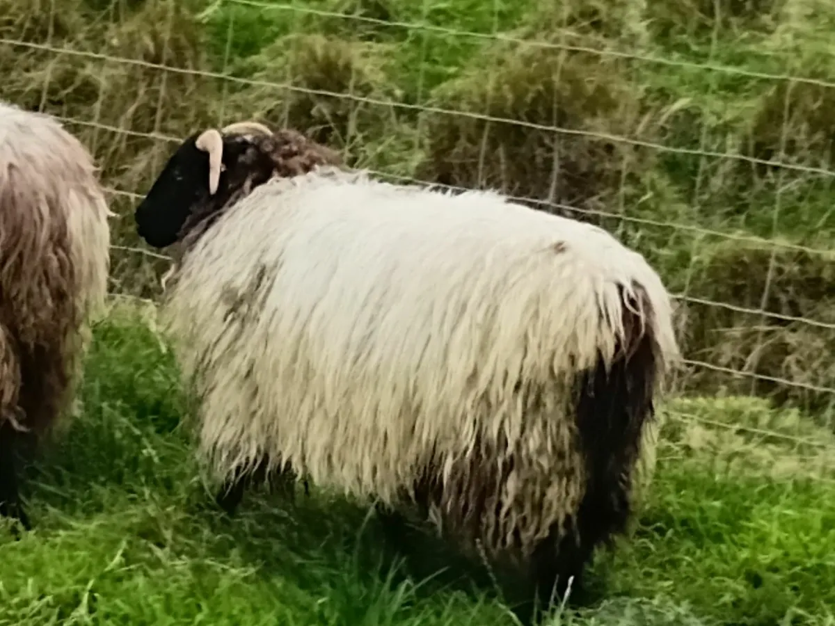 Blackface ewe lambs - Image 3