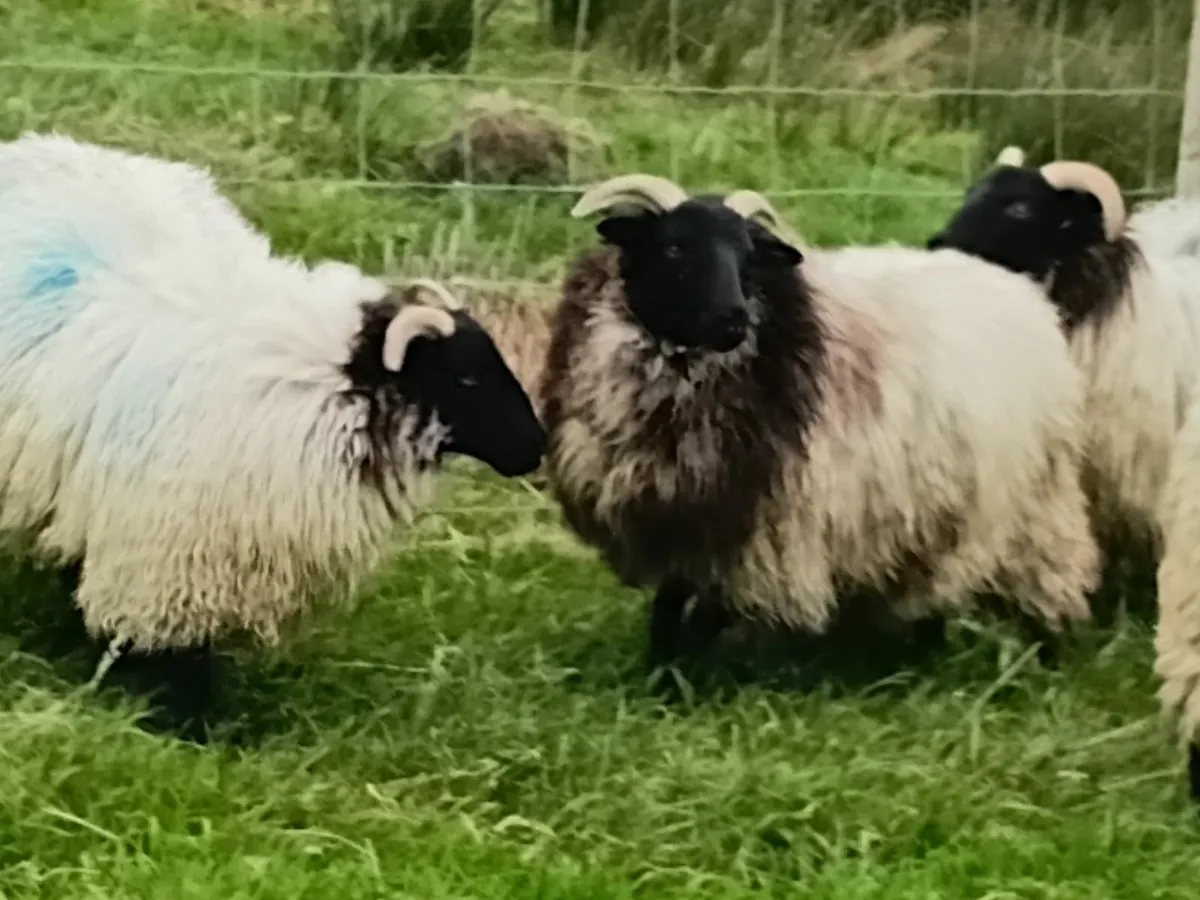 Blackface ewe lambs - Image 4