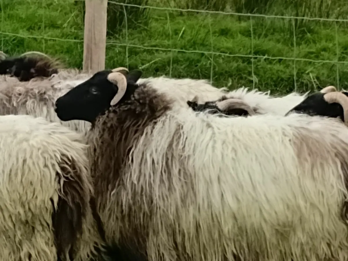 Blackface ewe lambs - Image 2