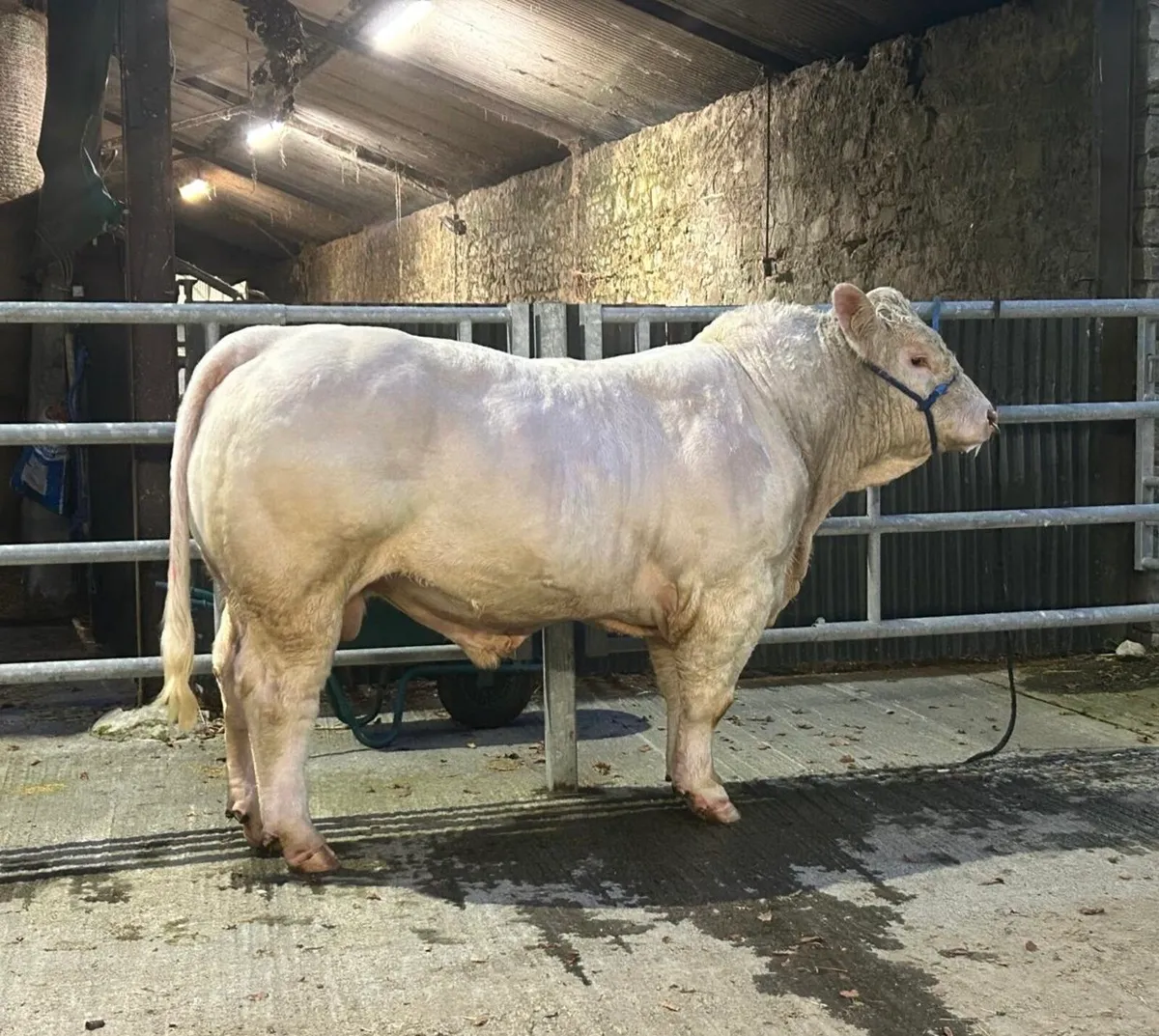 Charolais Bull - Image 3