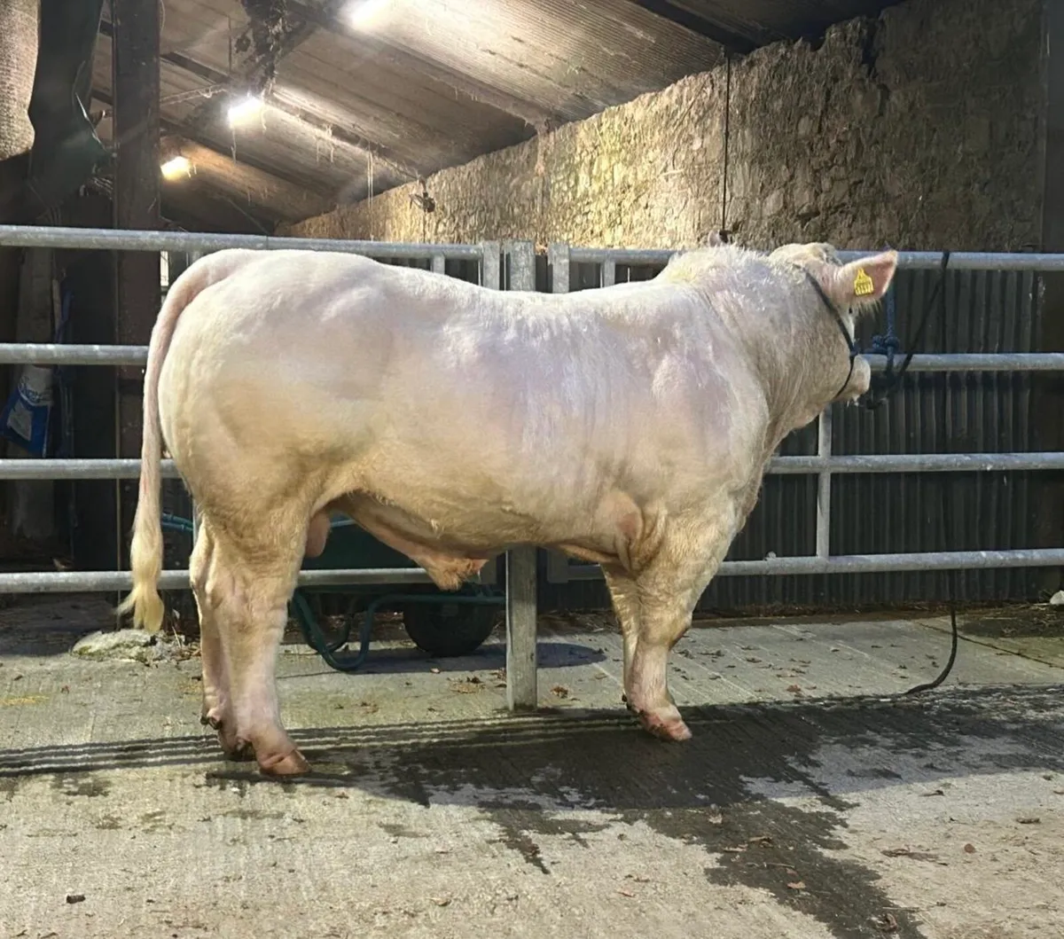 Charolais Bull - Image 2