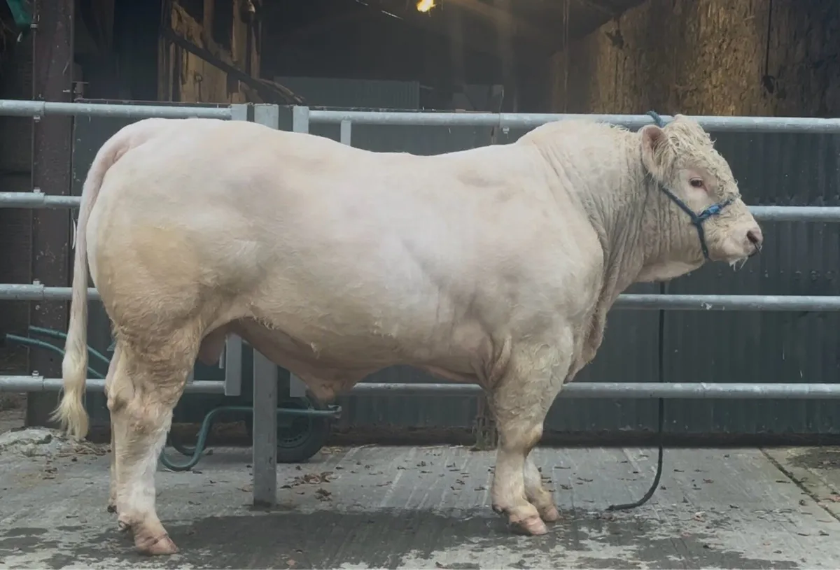 Charolais Bull - Image 1