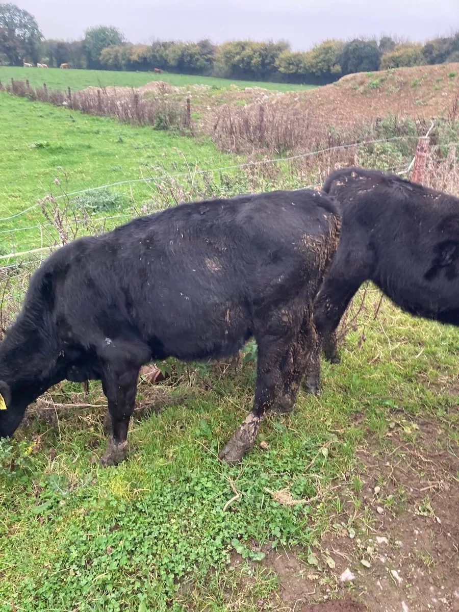 7 Angus Weanlings - Image 1