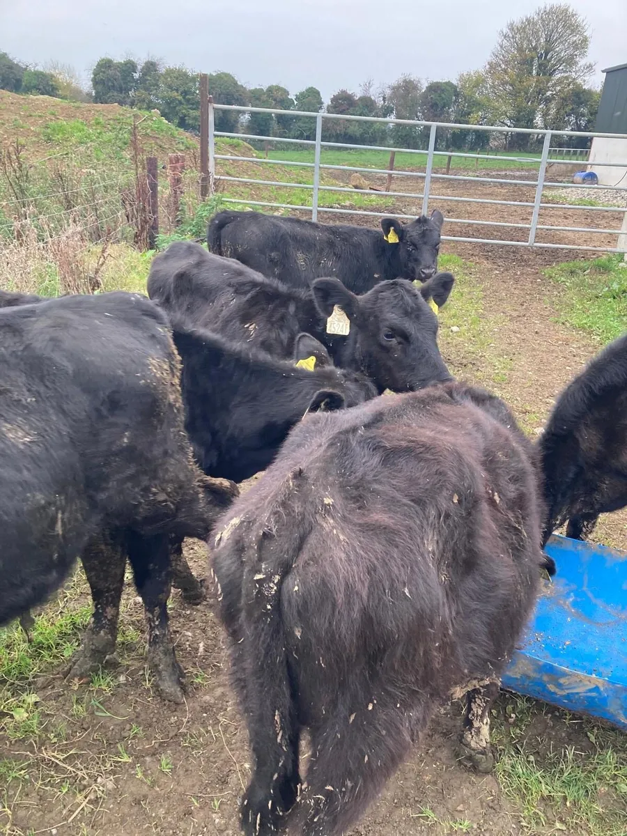 7 Angus Weanlings - Image 2
