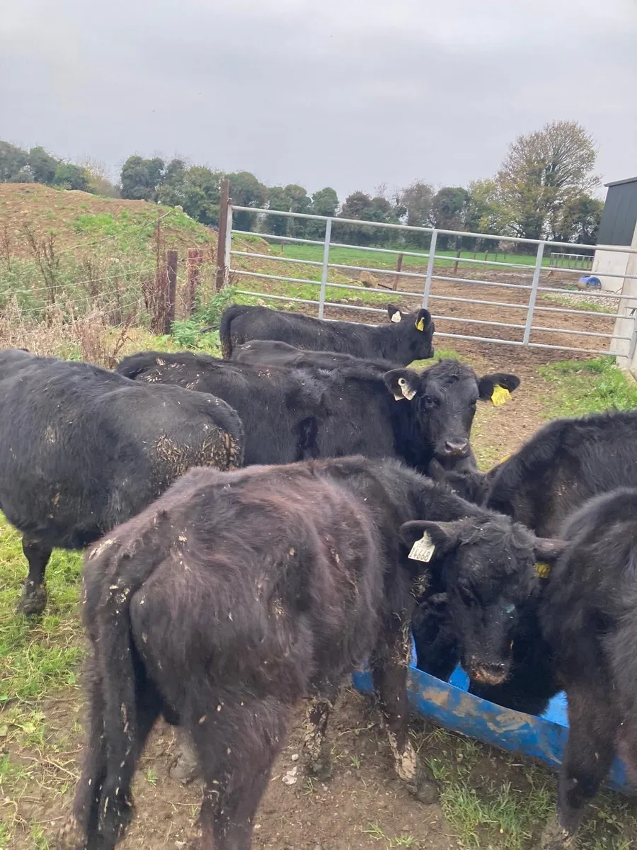 7 Angus Weanlings - Image 3
