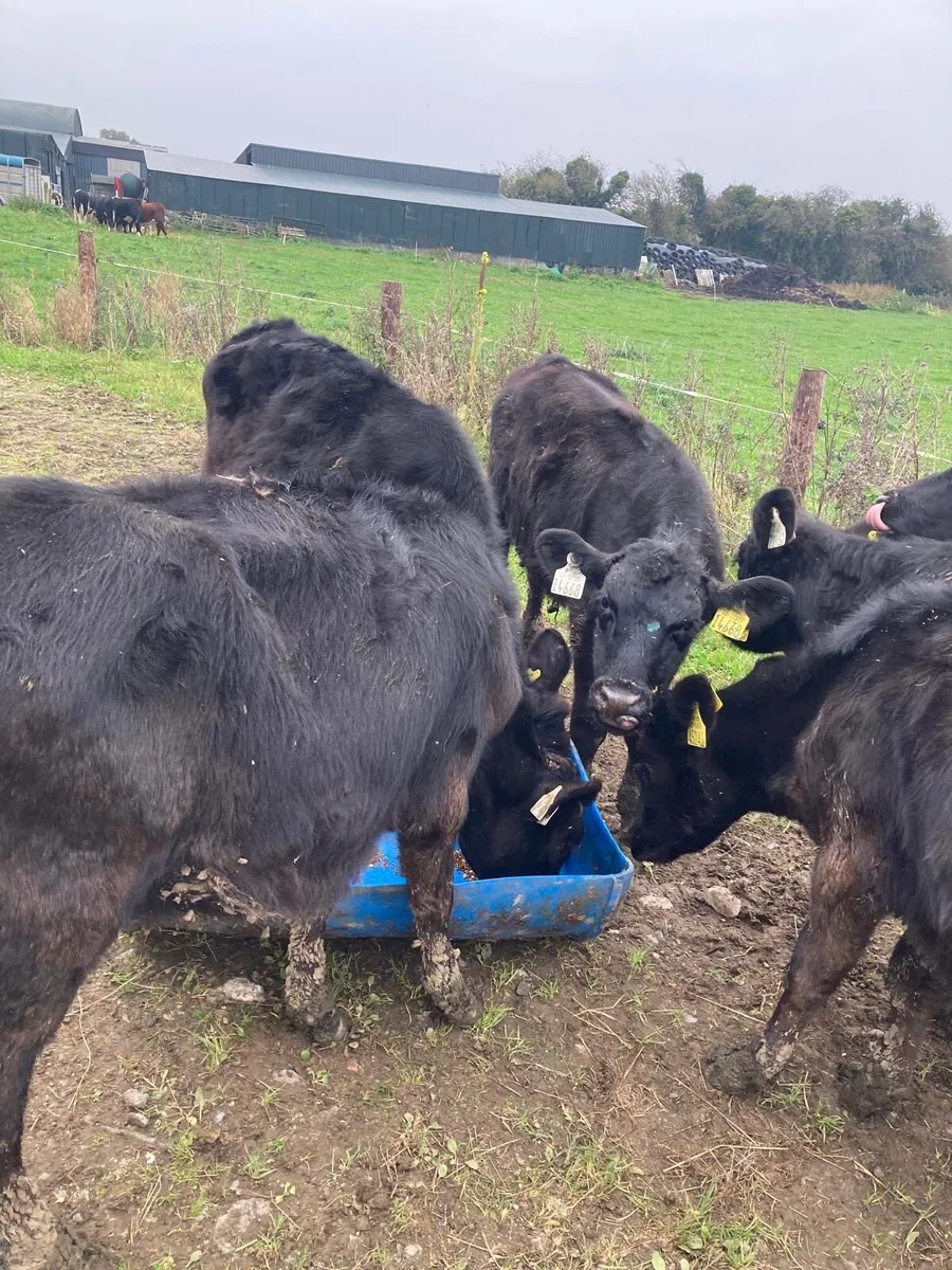 7 Angus Weanlings - Image 4