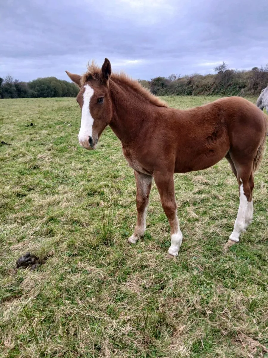 Foal - Image 2