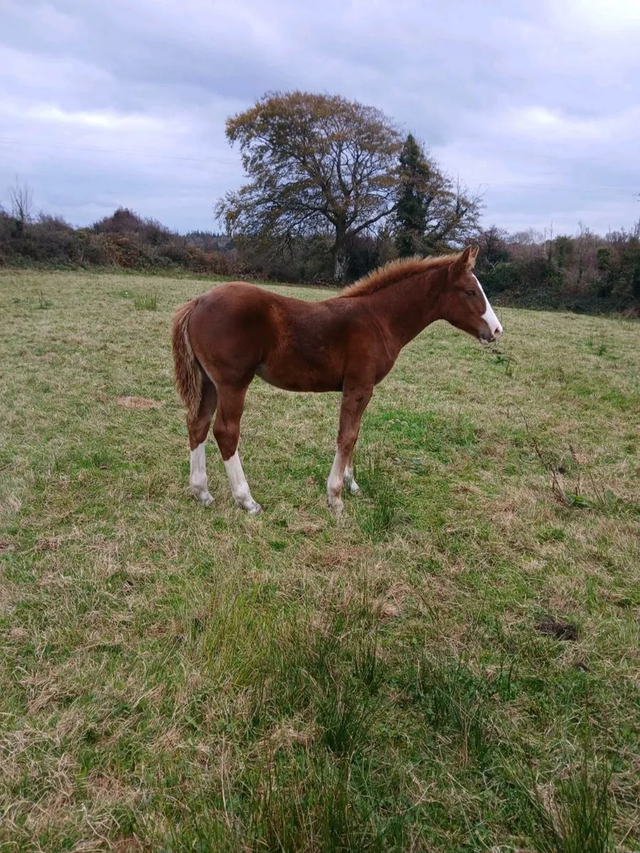 Foal - Image 3