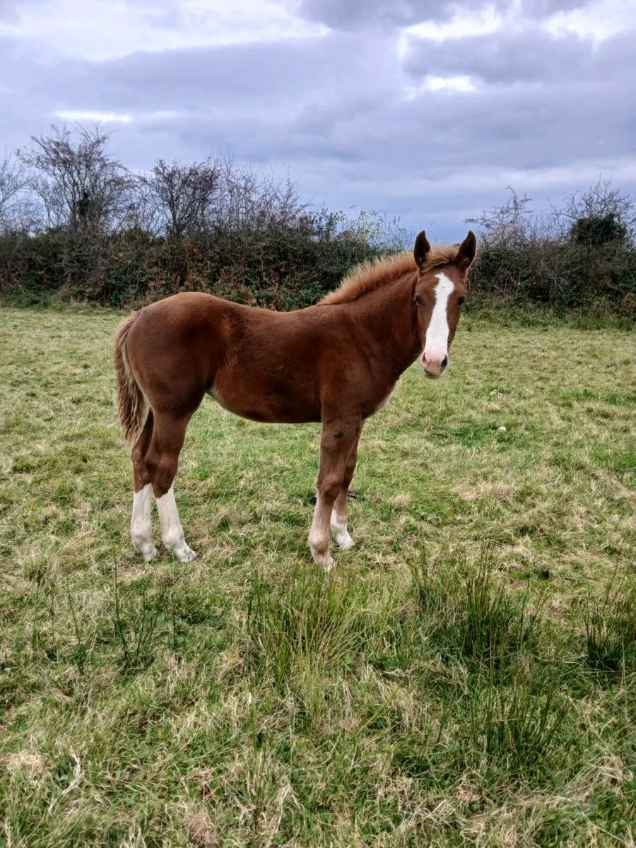 Foal - Image 4