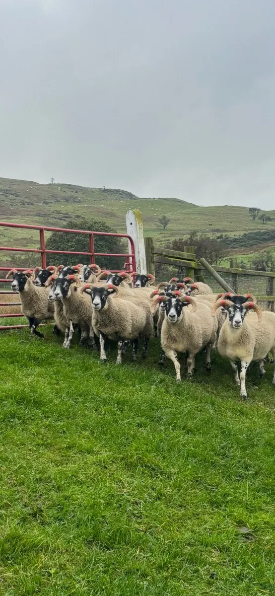 Lanark hoggets - Image 1