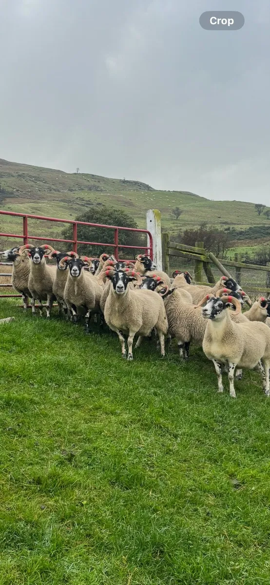 Lanark hoggets - Image 2