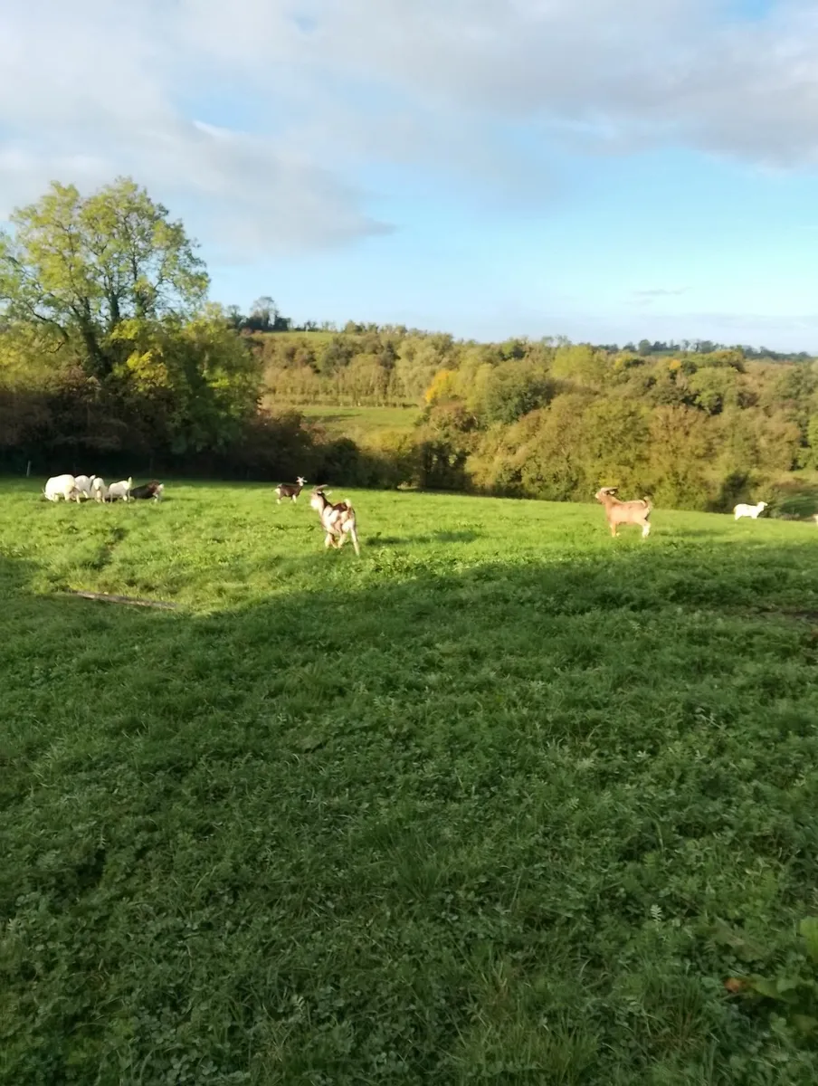 Goats - Image 1