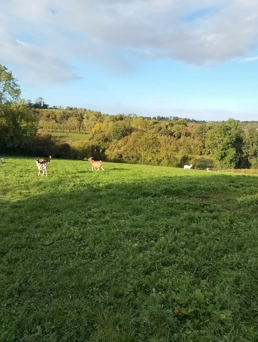 Goats - Image 2