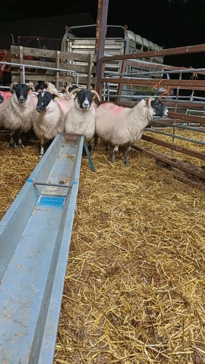 7 Lanark Cross Hoggets - Image 2