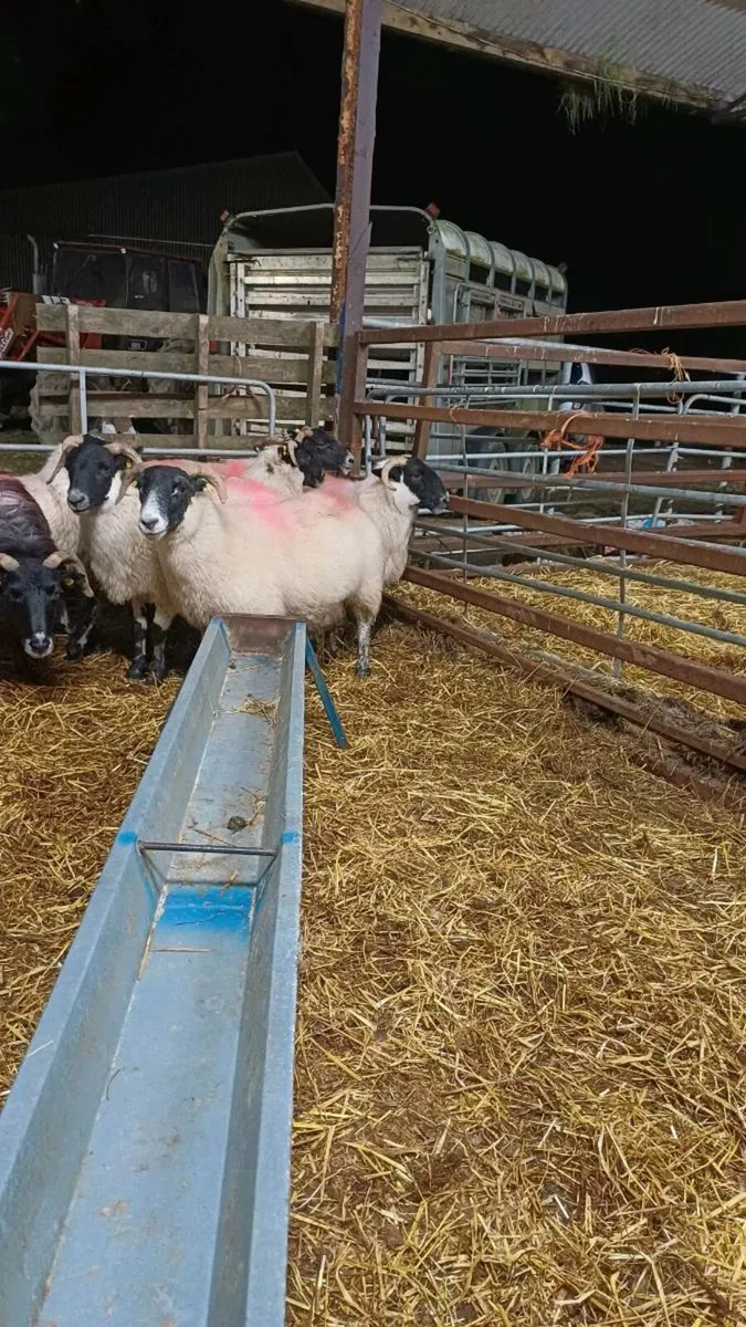 7 Lanark Cross Hoggets - Image 1