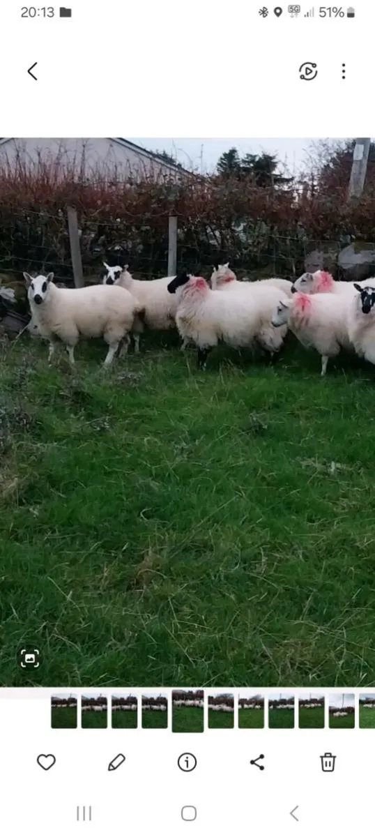 Crossbred ewe lambs - Image 1