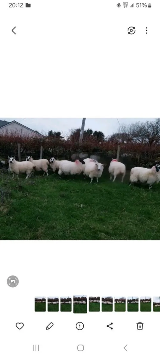 Crossbred ewe lambs - Image 2