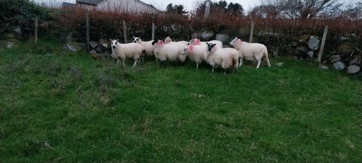Crossbred ewe lambs - Image 3