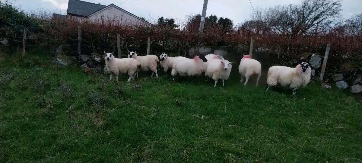 Crossbred ewe lambs - Image 4