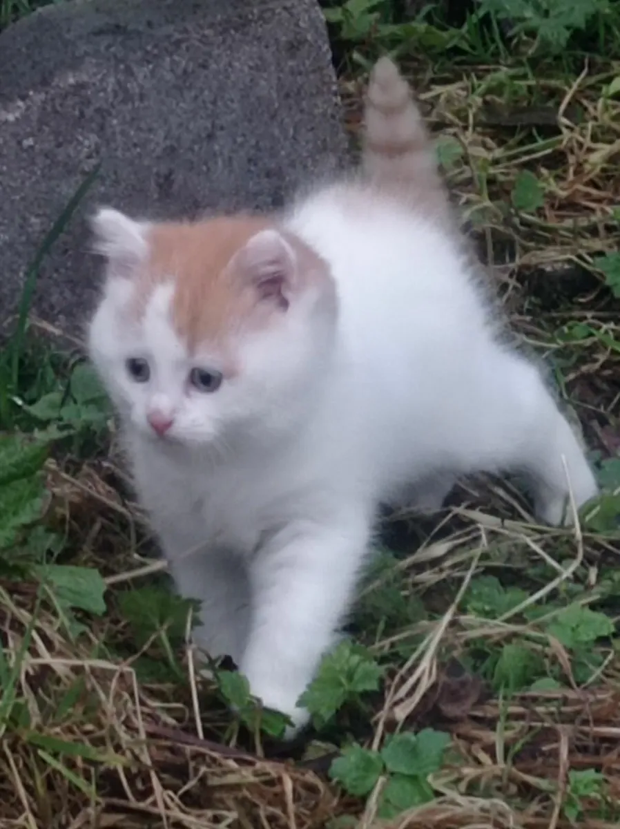 Cute fluffy little kitten - Image 1