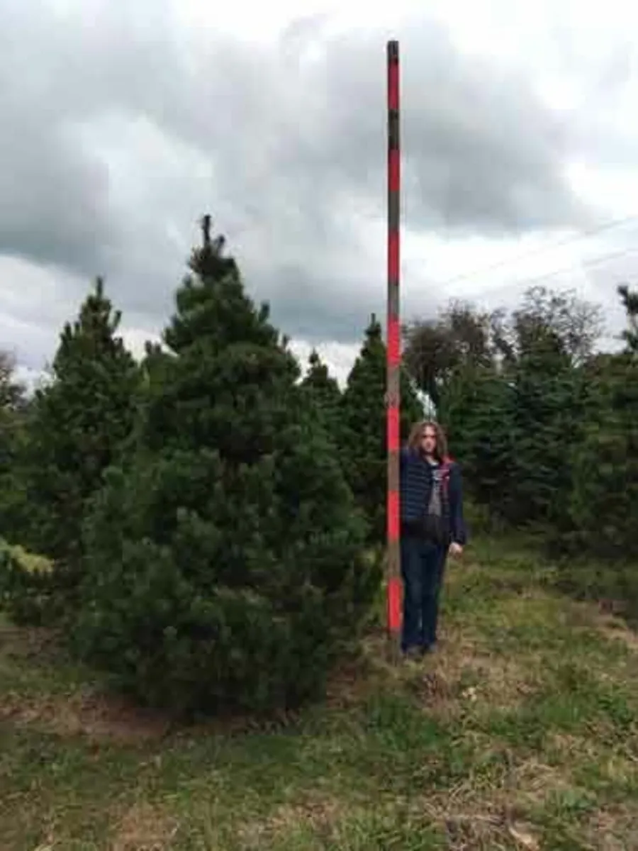 Lodgepole Pine Christmass Trees - Image 1