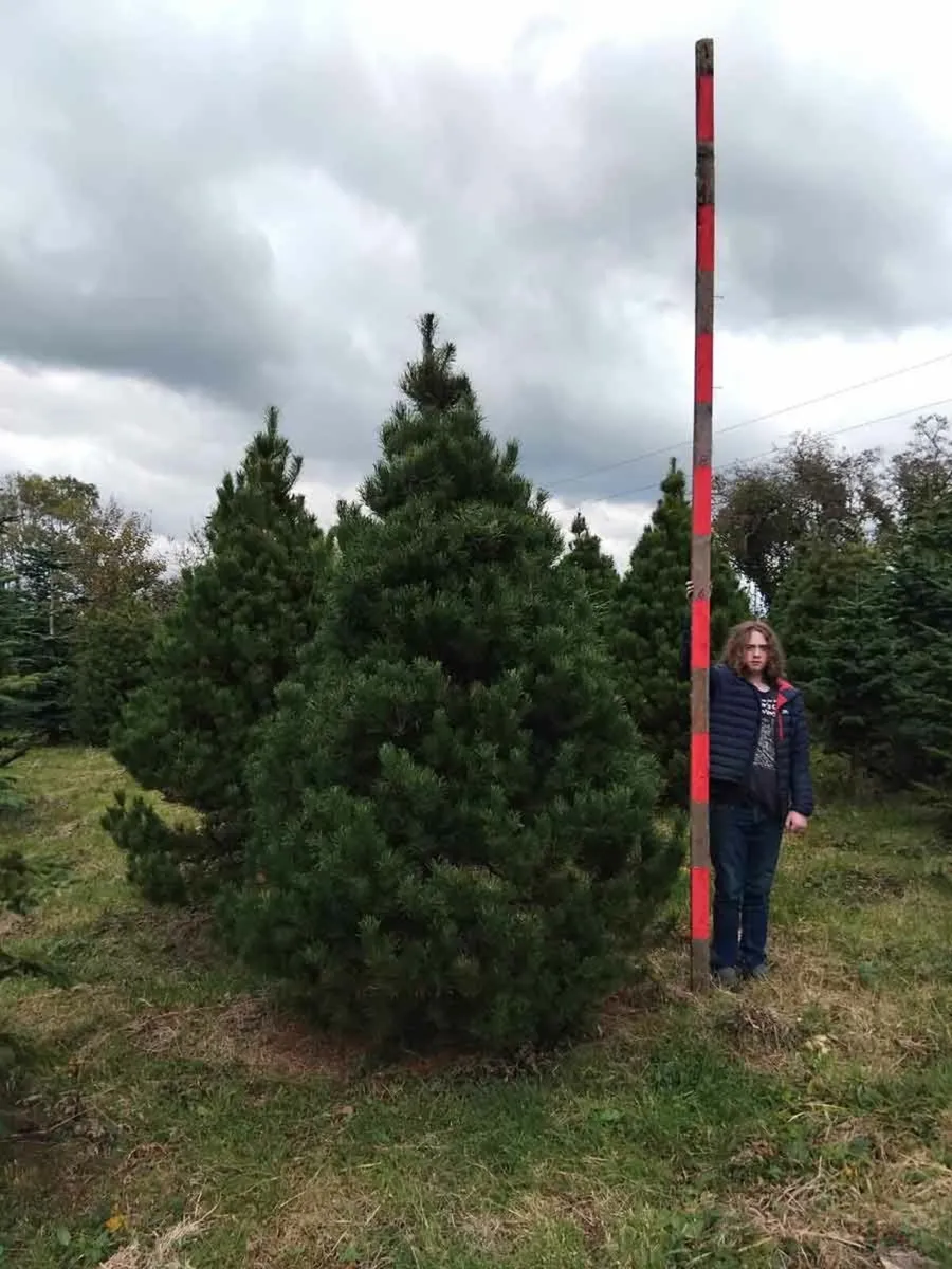 Lodgepole Pine Christmass Trees - Image 2