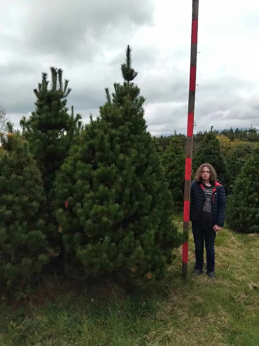 Lodgepole Pine Christmass Trees - Image 3