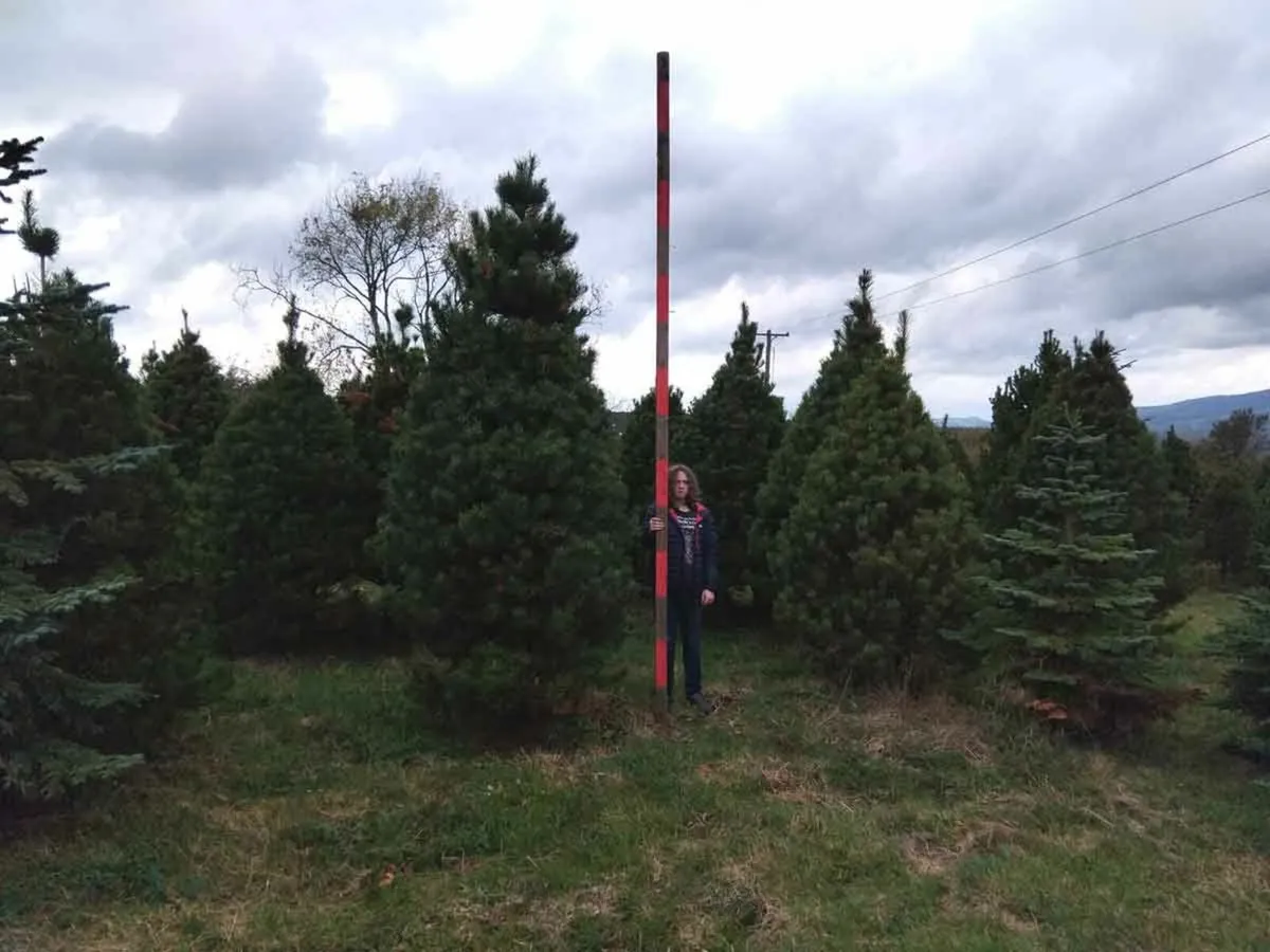 Lodgepole Pine Christmass Trees - Image 4