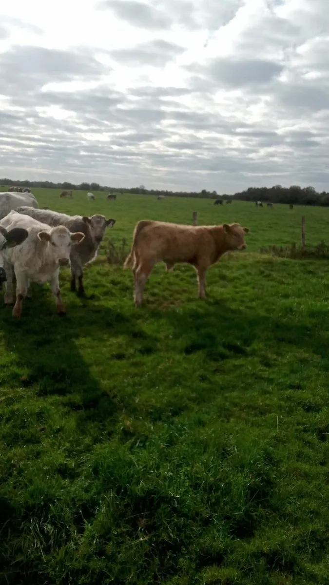 Beef cattle - Image 2