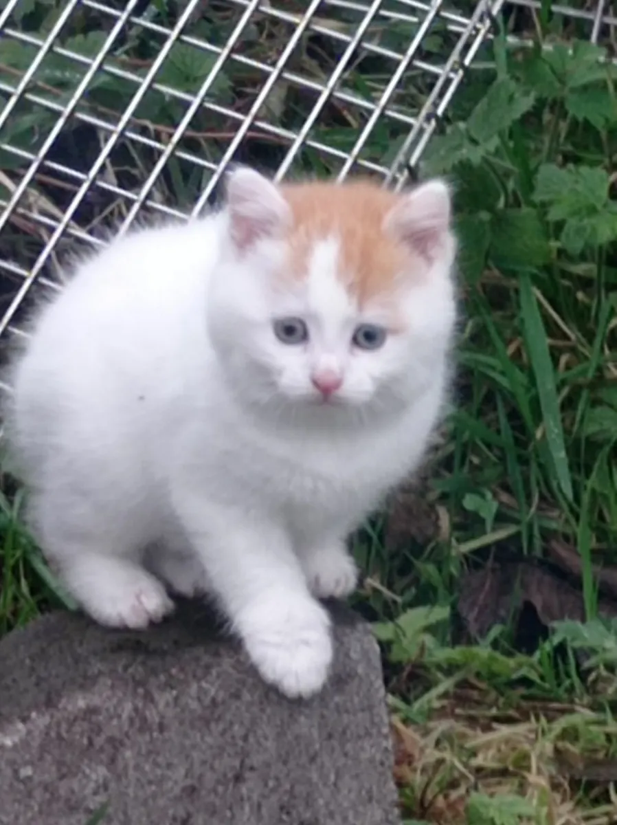 Cute fluffy little kitten - Image 3