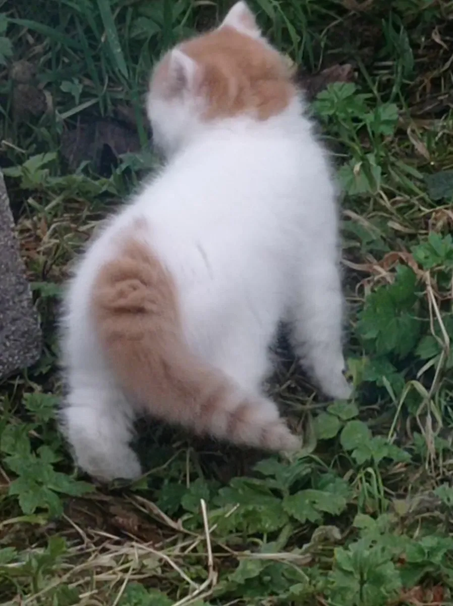 Cute fluffy little kitten - Image 4