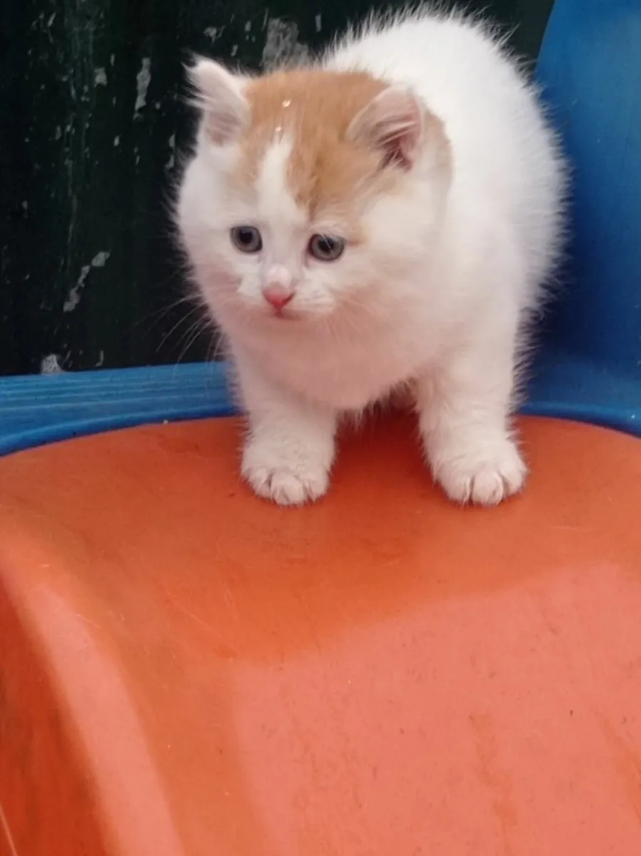 Cute fluffy little kitten - Image 2