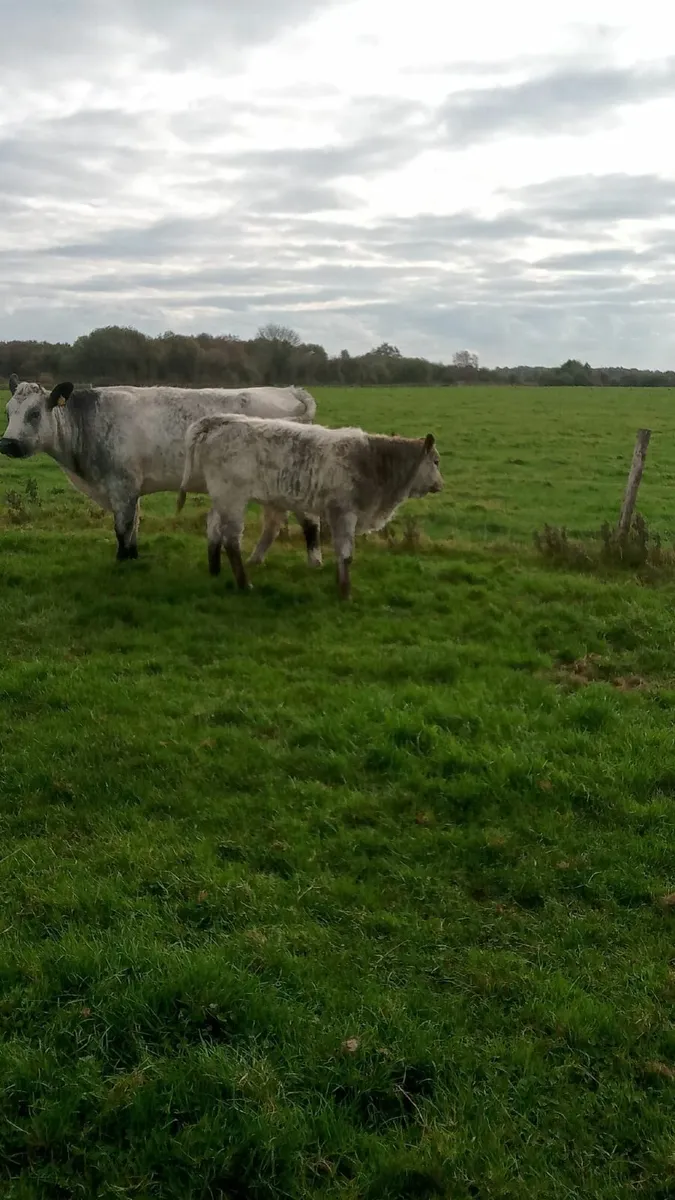Beef cattle - Image 3